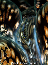 Giant clam taken at Nabq Park with E300 and 105mm lens. by Nikki Van Veelen 